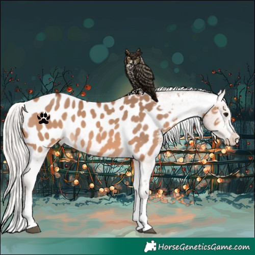 Horse Color:Silver Brown Dun Appaloosa 