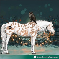 Horse Color:Silver Brown Dun Appaloosa 