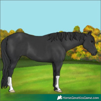 Horse Color:Black 