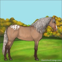 Horse Color:Silver Brown Dun Varnish 