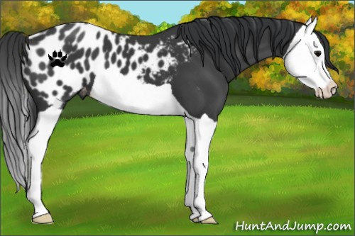 Horse Color:Black Splash Blanket 