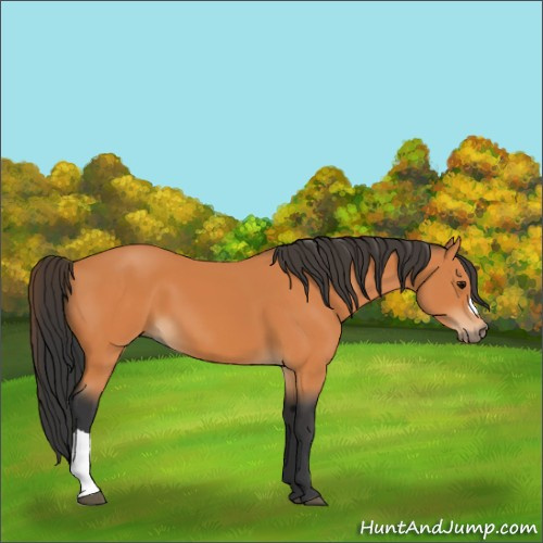 Horse Color:Bay 