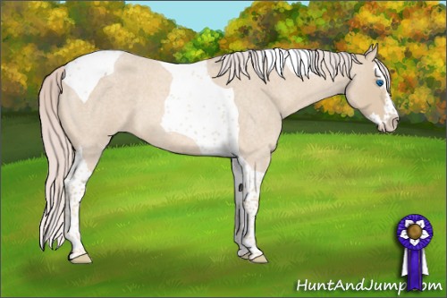 Horse Color:Cremello Roan Splash Tobiano