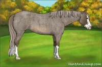 Horse Color:Chocolate Palomino Roan Splash 