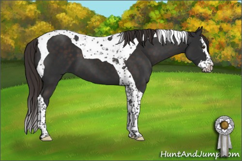 Horse Color:Liver Chestnut Splash Tobiano 