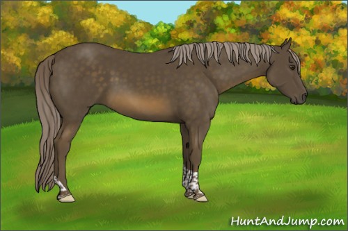 Horse Color:Chocolate Palomino Tobiano 