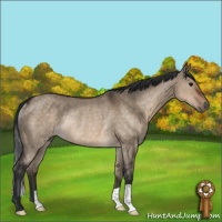 Horse Color:Brown Dun Rabicano 