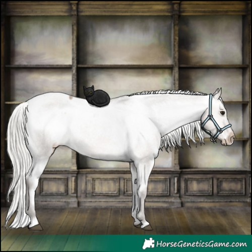Horse Color:Silver Brown Dun Appaloosa 