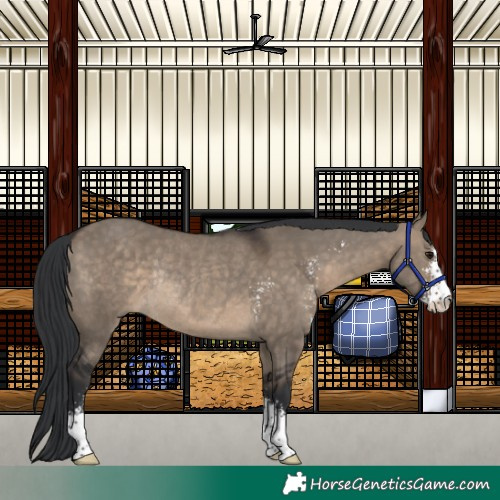 Horse Color:Brown Dun Sabino Rabicano
