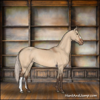 Horse Color:Silver Brown Dun Appaloosa 