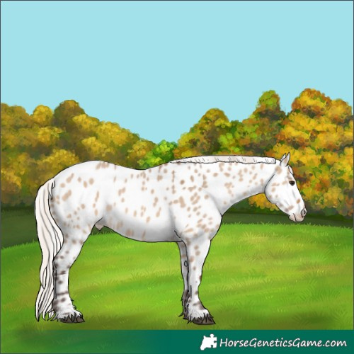 Horse Color:Silver Brown Dun Appaloosa 