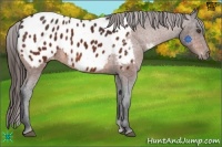 Horse Color:Bay Appaloosa 