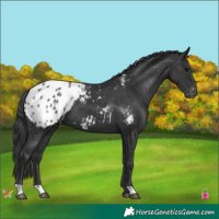 Horse Color:Black Appaloosa