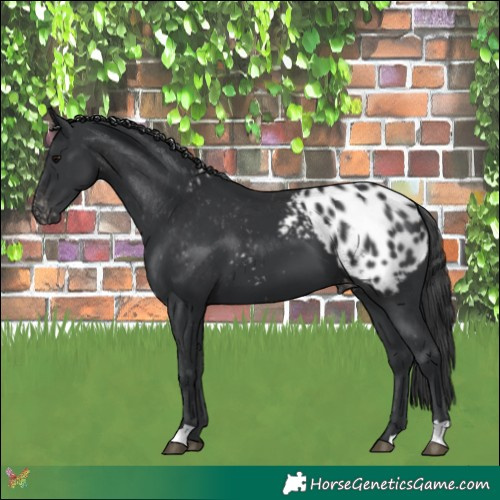 Horse Color:Black Appaloosa 