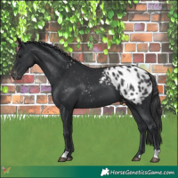 Horse Color:Black Appaloosa
