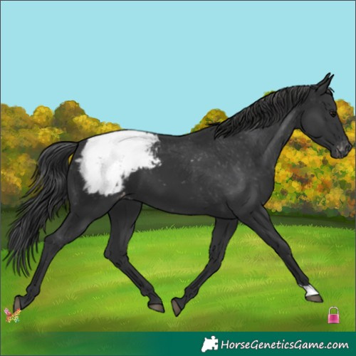 Horse Color:Black Appaloosa 