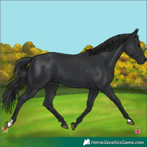 Horse Color:Black 