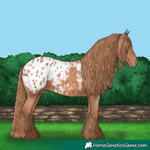 Horse Color:Chestnut Blanket