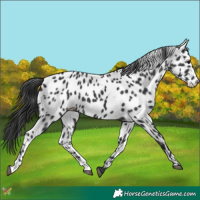 Horse Color:Black Appaloosa 