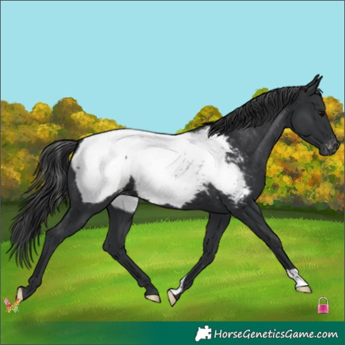 Horse Color:Black Appaloosa 
