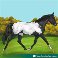 Horse Color:Black Appaloosa 