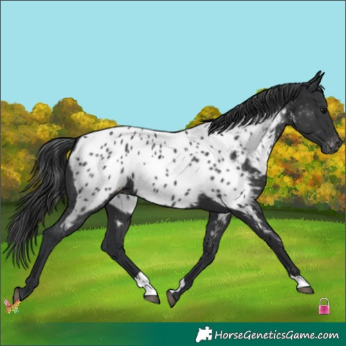Horse Color:Black Appaloosa 