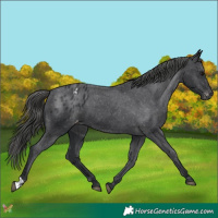 Horse Color:Black Appaloosa 