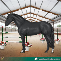 Horse Color:Black 