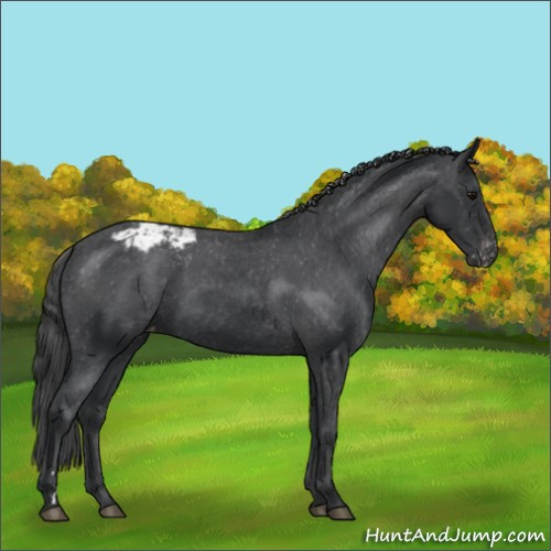 Horse Color:Black Appaloosa