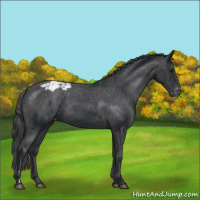 Horse Color:Black Appaloosa 