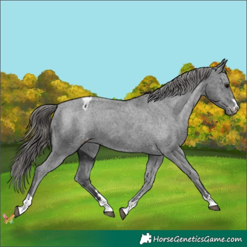 Horse Color:Black Appaloosa 