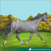Horse Color:Black Snowcap 
