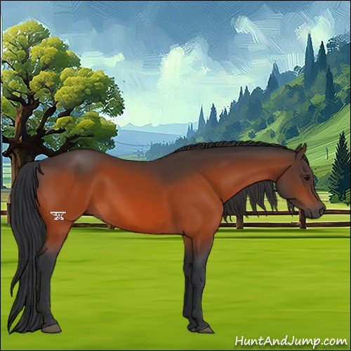 Horse Color:Bay 