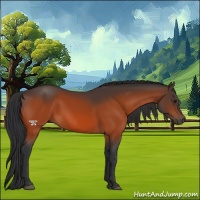 Horse Color:Bay 