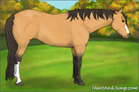 Horse Color:Buckskin 
