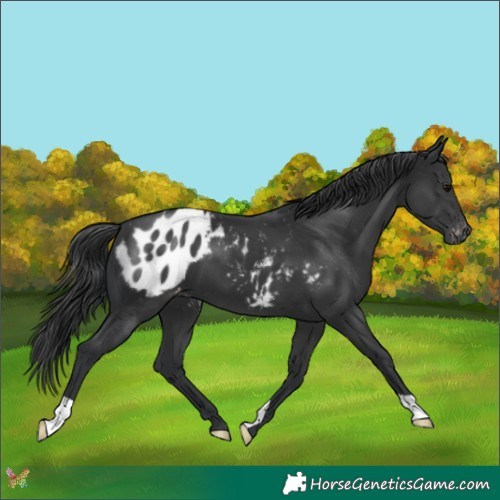 Horse Color:Black Appaloosa