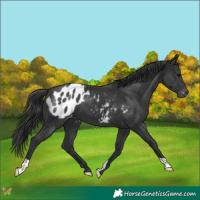 Horse Color:Black Appaloosa 