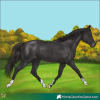 Horse Color:Smoky Black Varnish 