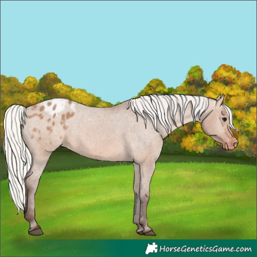 Horse Color:Silver Brown Dun Appaloosa 
