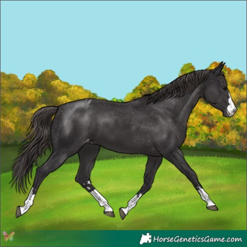 Horse Color:Smoky Black Appaloosa 