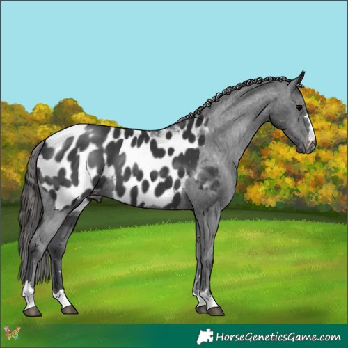 Horse Color:Black Appaloosa 
