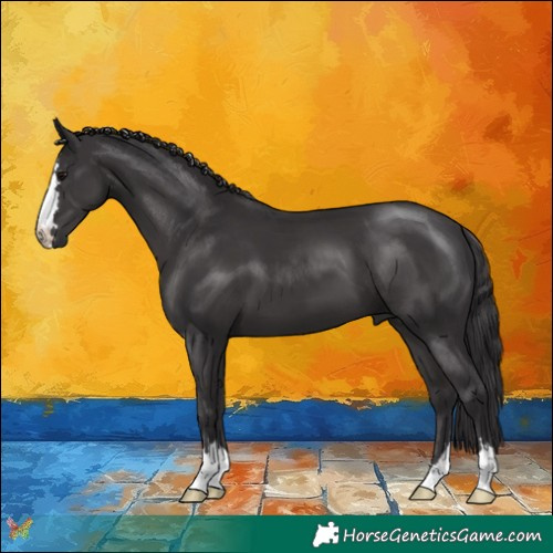 Horse Color:Smoky Black