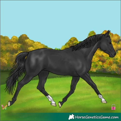 Horse Color:Black 
