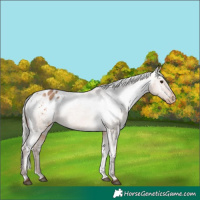 Horse Color:Silver Brown Dun Appaloosa 