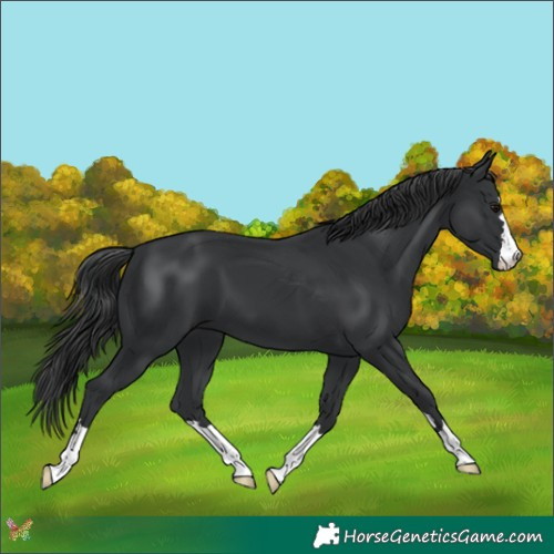 Horse Color:Black 