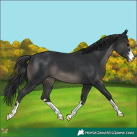 Horse Color:Black 