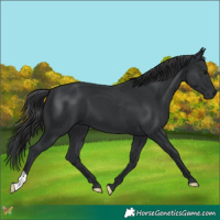 Horse Color:Black 
