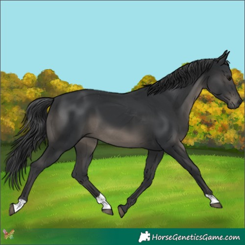 Horse Color:Black 