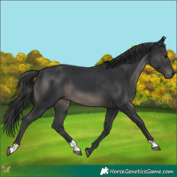Horse Color:Black 