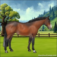 Horse Color:Bay Roan Splash 